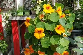 旱金莲怎么养？记住这2点，花比叶子多，天天能赏花图片