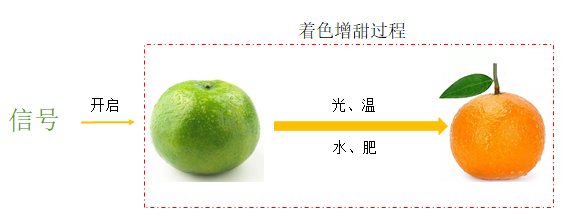 很多人对柑橘着色、增甜一知半解！掌握原理，才能根本解决问题
