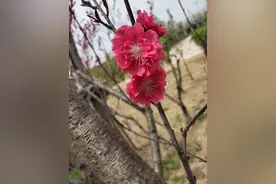 碧桃是蔷薇科桃属落叶植物桃的变种和培育品种。图片
