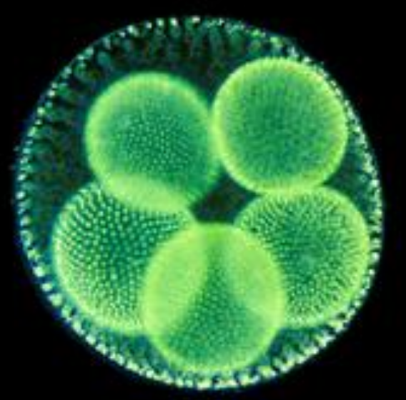 高中生物学习经验分享