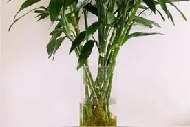 富贵竹长不旺，水里添3种小东西，很快长根，叶子浓绿图片