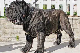 人称“杀人犬”的纽波利顿犬，黑手党掌上明珠，危险程度多国禁养图片