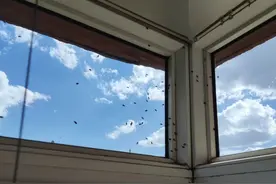 你家窗户上有这种小飞虫吗？究竟啥来头？来看包头专家的权威解答图片