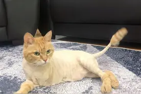 有爱！这只失去前爪的流浪猫，竟被邀请拍电影，还成了电影明星图片
