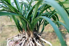 兰花根系不发达，是缺少肥料吗？学会5个小技巧，半年兰根挤满盆图片