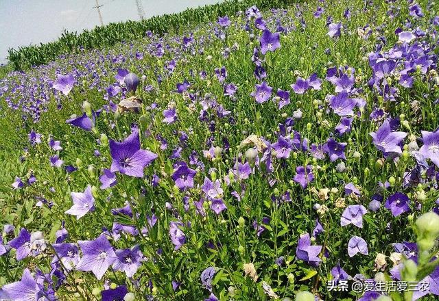 适合平原种植的药材（看看有你感兴趣的吗）