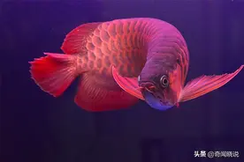 外形似龙的神鱼？世界上最贵观赏鱼，被视为“身份地位象征”图片