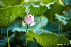 咳嗽的用药法则，用好就是高手图片