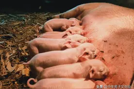 母猪配种！配几次最合适，有那些配种方法图片
