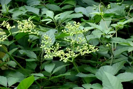王药师说本草-解毒消肿的乌蔹莓图片