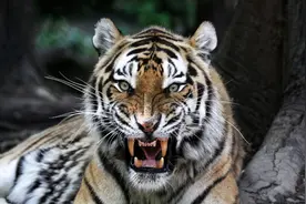 猎虎者被虎杀！老虎怒杀一猎人，另一人杀虎却把自己送进监狱图片