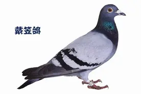 鸽子品种知多少？鸽事百科，分享小知识（上）图片
