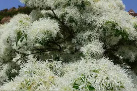 “飘雪”啦！城阳300岁流苏树迎来盛花期图片