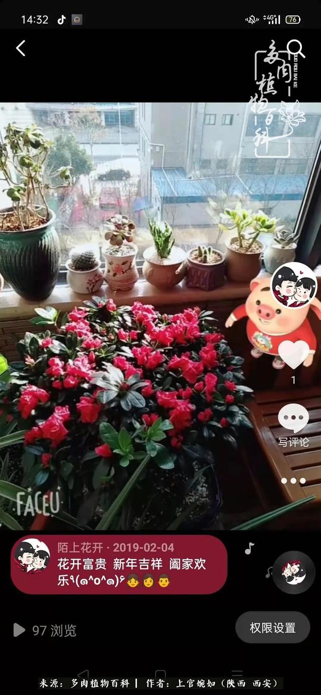 一入肉坑深似海之，我与多肉的不解之缘