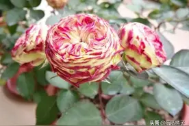 如此美丽多彩的品种玫瑰月季蔷薇，你认识的有几个？图片