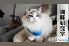 给大家介绍宠物托运的全过程，靠谱的宠物托运应该是怎么样的图片