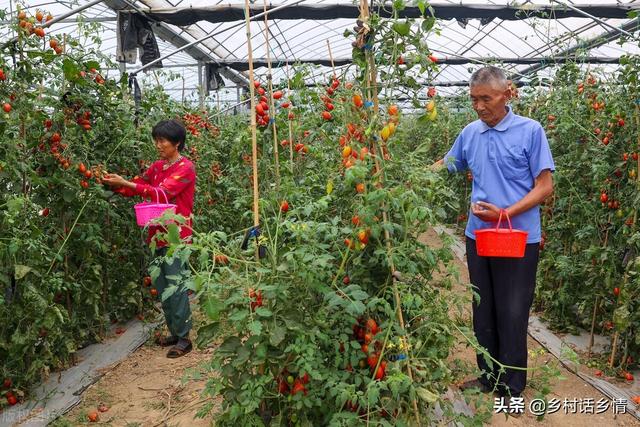 这三种自制的农家肥，用来种菜效果真好，高产稳产还防病害