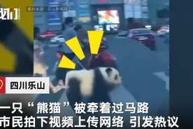 四川街头有人遛“熊猫”引发热议 主人道破真相令人惊奇图片