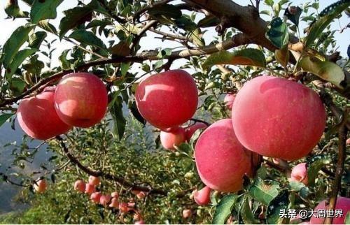 自己就能配制全营养氨基酸叶面肥，产量能翻番，一季只需喷3遍