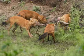 “豺”惊现云南！犬科中的“迅猛龙”，掏肛捕猎，还敢虎口夺食图片