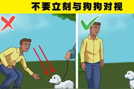 以友善的方式接近不认识的狗的10个提示图片