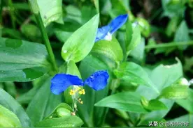 曾拿来喂猪，既是野菜，也是药，只是很多人不知道，了解下图片