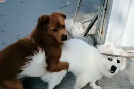 进击的田园犬：在家咬主人朋友，在外追扑陌生人，还喜欢跟狗打架图片
