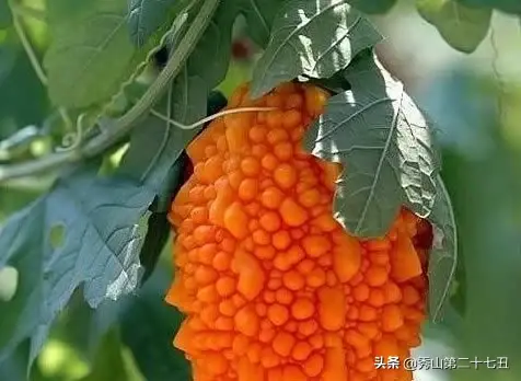 它不是苦瓜！这种“水果”，吃起来很甜，营养丰富含17种氨基酸