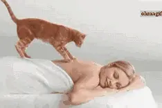 猫咪踩奶集锦，喵星人都是天生的顶级按摩大师图片