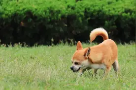 狗狗都喜欢在地上打滚吗图片