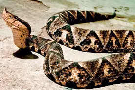 亚洲最令人闻风丧胆的毒蛇——五步蛇，被咬了真的走不出五步吗？图片