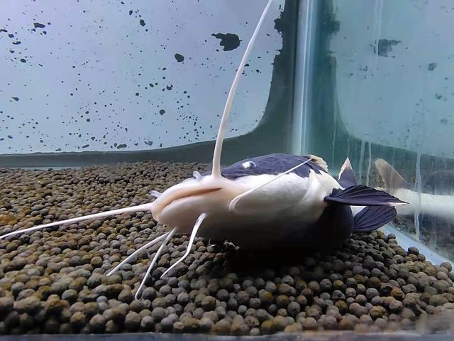 猫能吃带鱼鳞的鱼吗