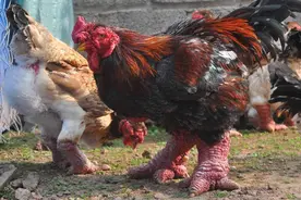 越南这种鸡，鸡腿比手腕还要粗，一只最贵要上万元，你吃过吗？图片