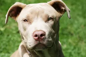 无缘无故被狗咬？其实狗咬人一般有征兆，只是主人不了解图片