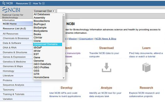如何利用NCBI预测基因的结构域和保守位点