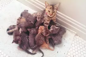 刚出生的小猫被人摸一下之后，母猫为什么会残忍吃掉自己孩子？视频封面