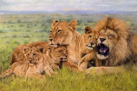 辟谣：雌狮才是狮王，狮群是母系社会图片
