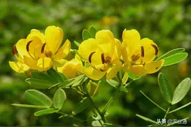每日一花（黄槐花）图片