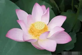 心理学：凭直觉选一朵莲花，测出你前世死于谁手，超准图片