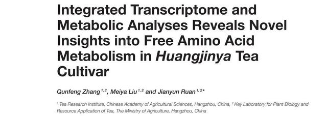 茶汤如鸡汤般顺滑的秘密：为何氨基酸含量会那般高？