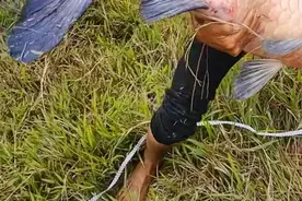 广西小伙邕江钓起72斤青鱼，却被网友诅咒：你会有不好的事放生图片