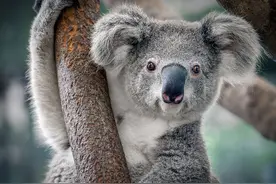 靠母体粪便打造消化系统，用睡觉来抵抗营养不良，考拉是真“猛”图片