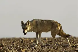 惊险故事：大漠刀客恩仇录图片