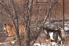 故事：饲养员给老虎加餐，扔进去1头活山羊，隔天去看时却一头雾水图片