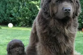 世界上最大的10种狗狗，有长得跟熊一样壮的，有比马还高的图片