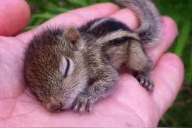 7岁捉松鼠养着，养熟了形影不离，庄稼歉收爷爷就去挖松鼠窝图片