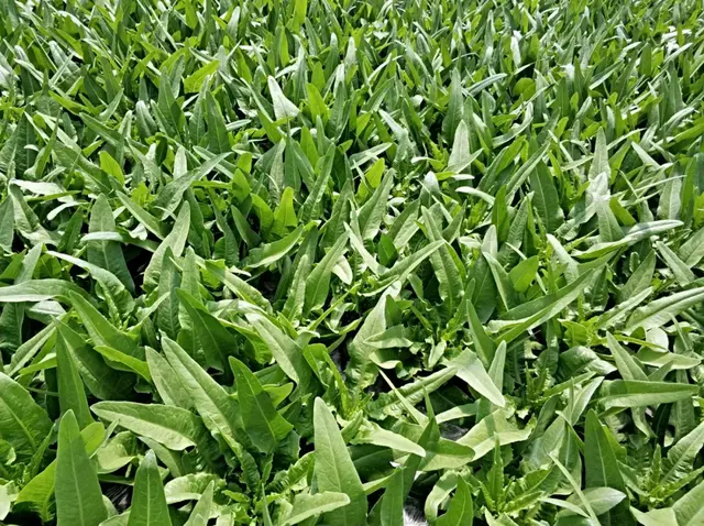 氨基酸水溶肥到底是什么？看完这篇文章秒懂