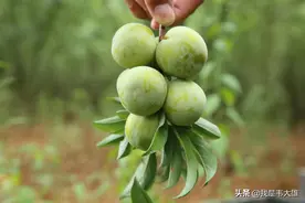 贵州特产李子，吃起来酸甜爽口，你吃过吗？图片