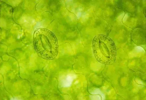 氨基酸、黄腐酸、腐植酸：三大生物刺激剂的作用与区别