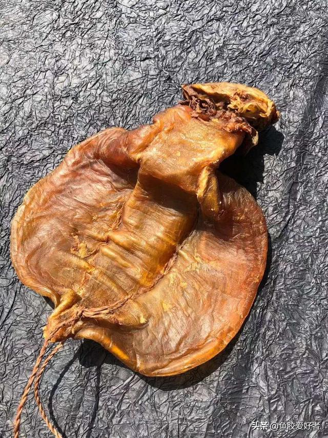 花胶肚 花胶肚是什么东西 花胶肚 花胶肚是什么东西